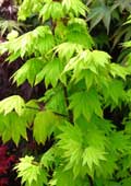 Plants 04