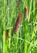 Plants 02