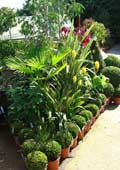 Plants 01